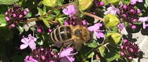 Biene auf Thymian
